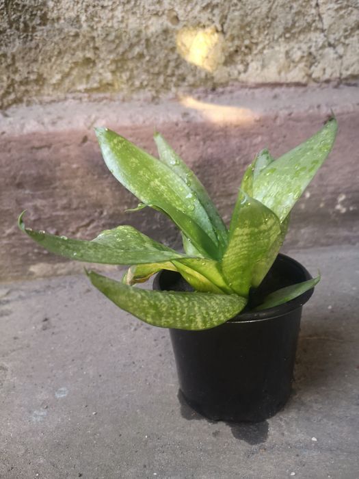 Сансевієрія (кімнатна рослина)