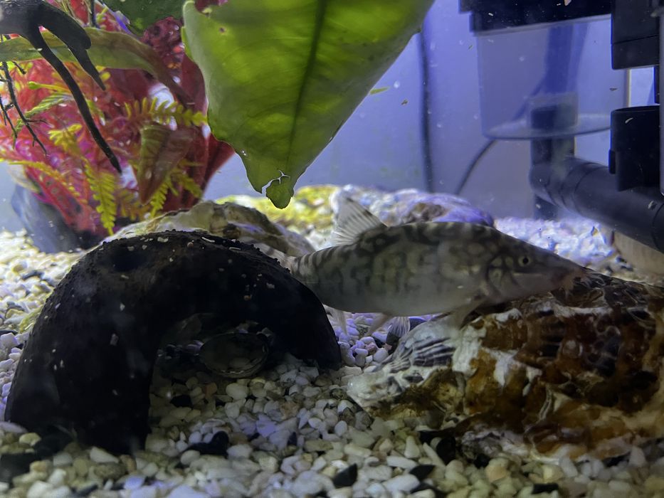 Ryba bocja duża 3 szt