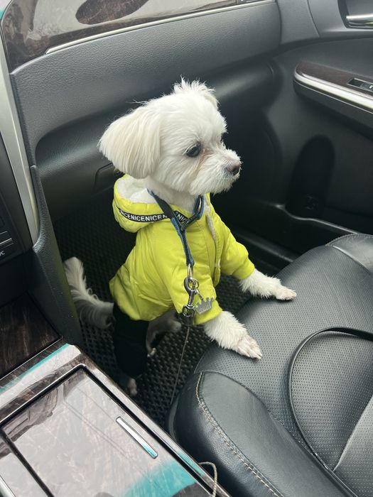 Вязка  кобель міні мальтійська болонка