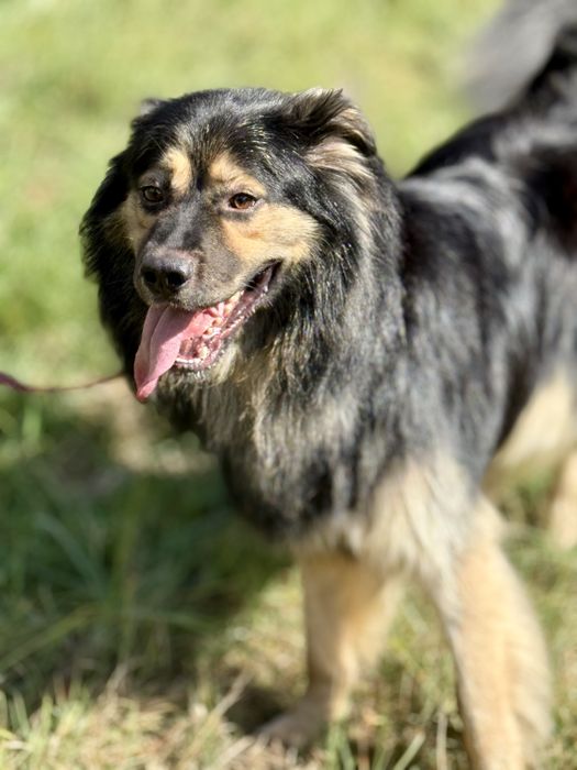 Szarik — piękny pies do adopcji