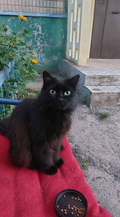 Отдам черную пушистую кошку, 2 года, стерилизована
