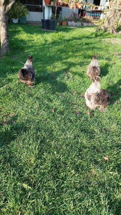 Machos de Galinhas Sedosas