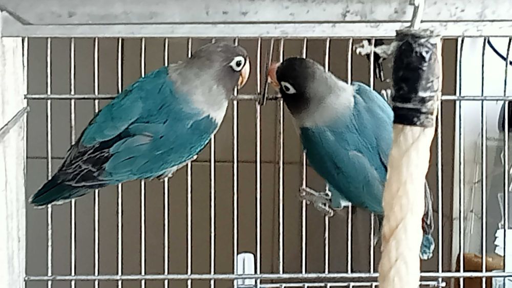 Agaponis Personata lindos