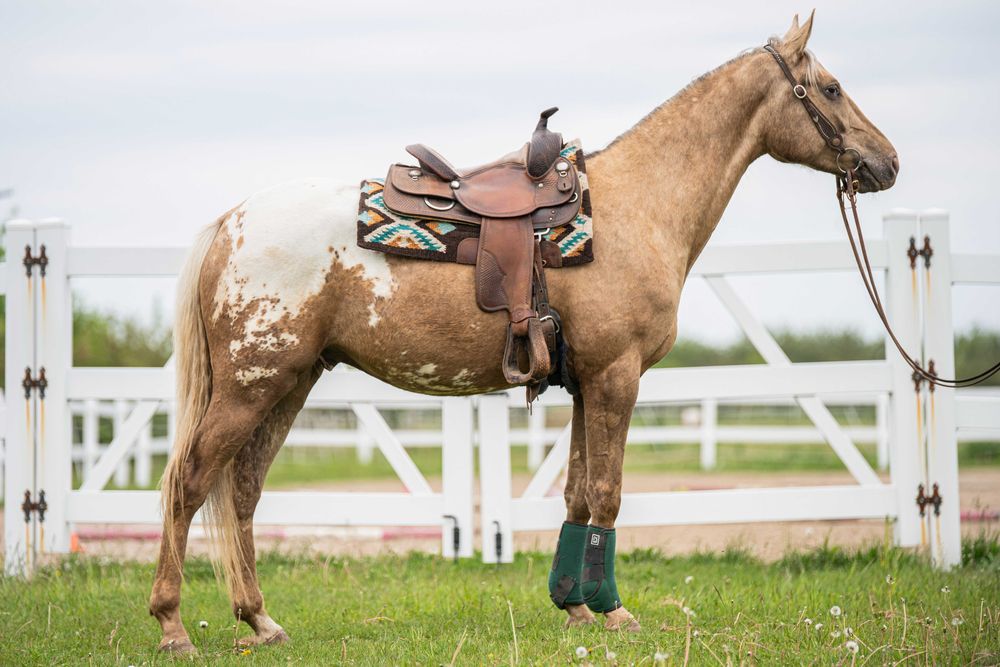 Pięknie umaszczony wałach Appaloosa