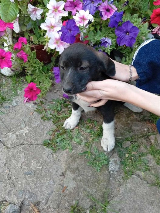 Віддам цуценят, будуть маленькі