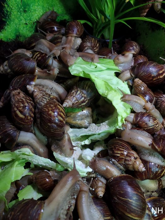 Ахатина гігантська. Равлики.