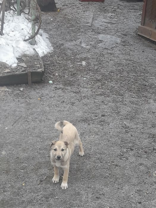 Віддам в добрі руки