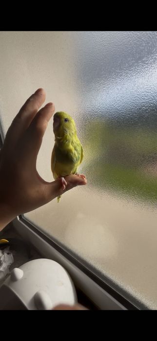 Piriquitos ingleses domesticados