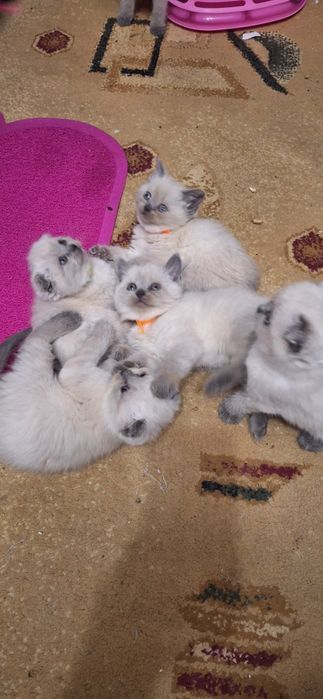 Блю-поинт страйт/ девочка