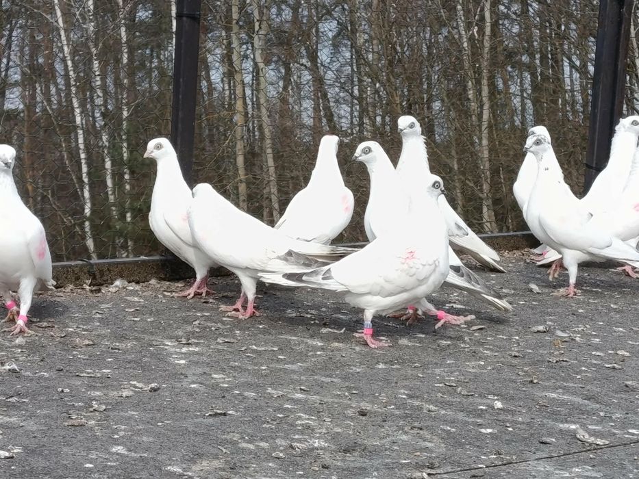 Winery pary parzyste