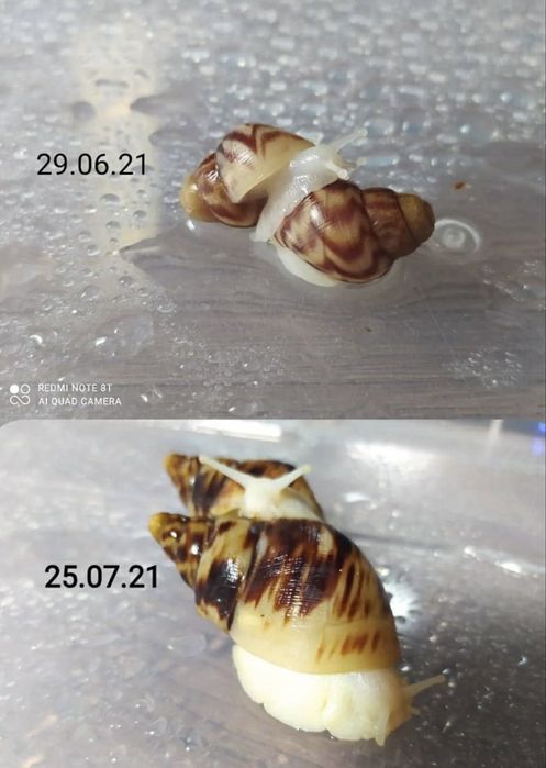 Кальцій «Супер Ріст» для равликів