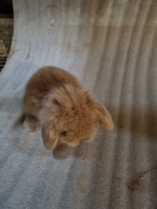 Coelhos anoes mini lop(Orelhudo)e mini holandeses no criador