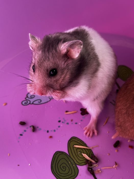 Хомяки пушистые(малыши)