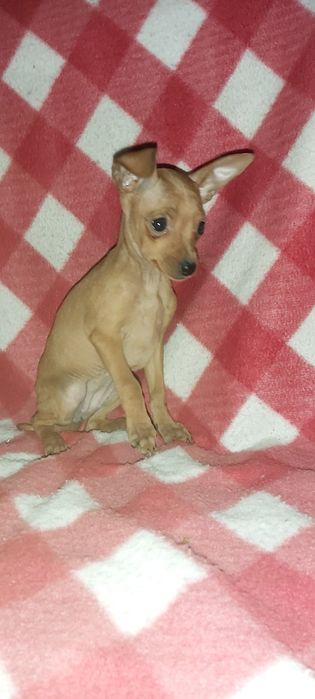 Pinscher miniatura
