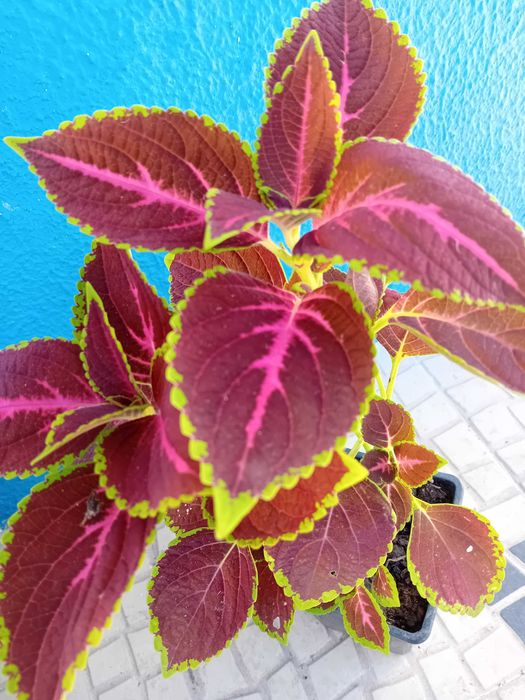 Coleus Solenostemon scutellarioides