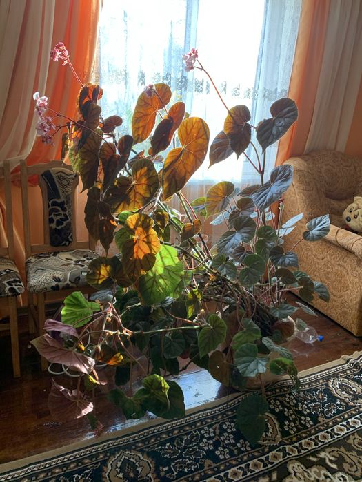 Вазон вазонок квіти БЕГОНІЯ КОРОЛІВСЬКА великий кімнатні рослини 2 м .