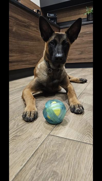 Owczarek belgijski 7 tyg