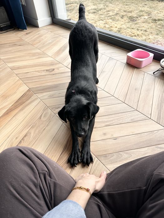 Niunia- delikatna sunia do adopcji.
