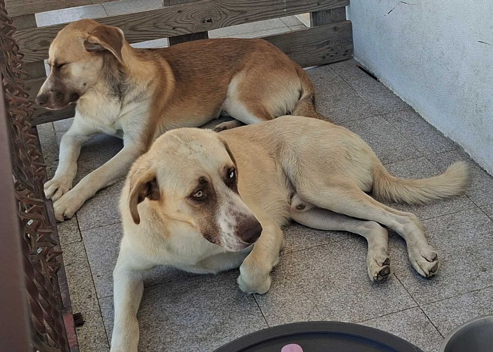 Dois cachorros dóceis encontrados e disponíveis para uma boa adoção.