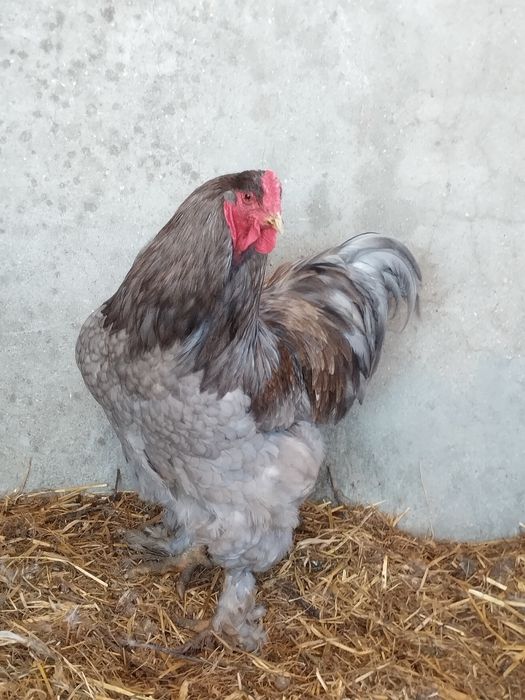 Galo brahama disponível