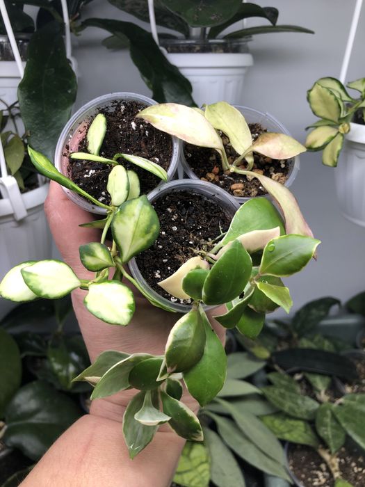 Продаж Hoya, Хойя
