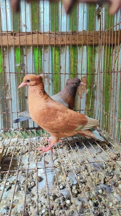 Pombos Arcanjo Gimpel