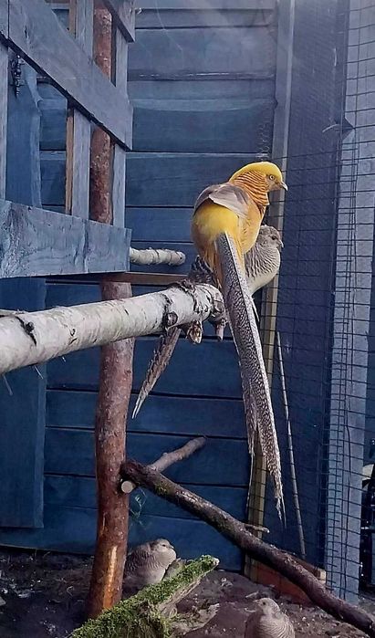 Sprzedam bażanty bananowe