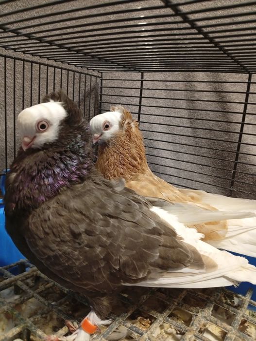 Wajskopy na średnich dziobach