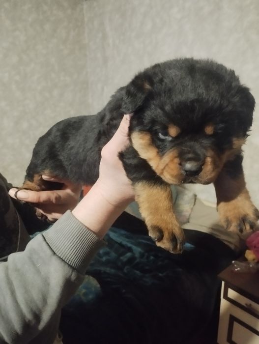 Цуценята ротвейлера
