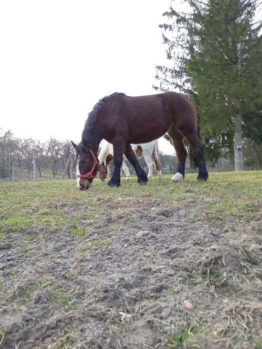 Klacz zimnokrwista- 3latka