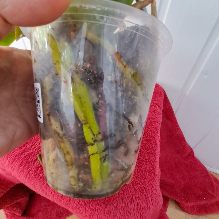 Орхидея фалинопсис Пират Пикоти.