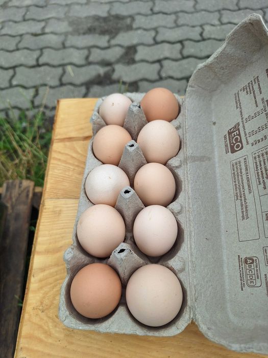 Jaja wiejskie od kur z wolnego wybiegu