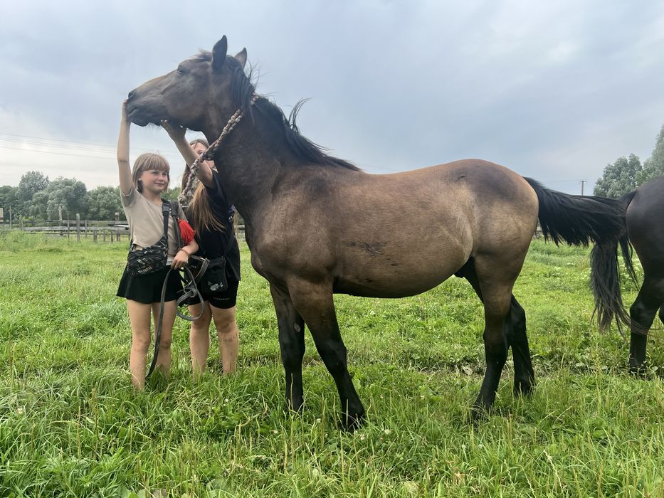 Продам лошадь,жеребець