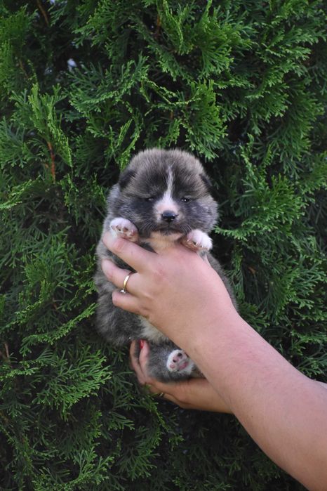 Akita Inu, Akita Japońska - FCI/ZKwP