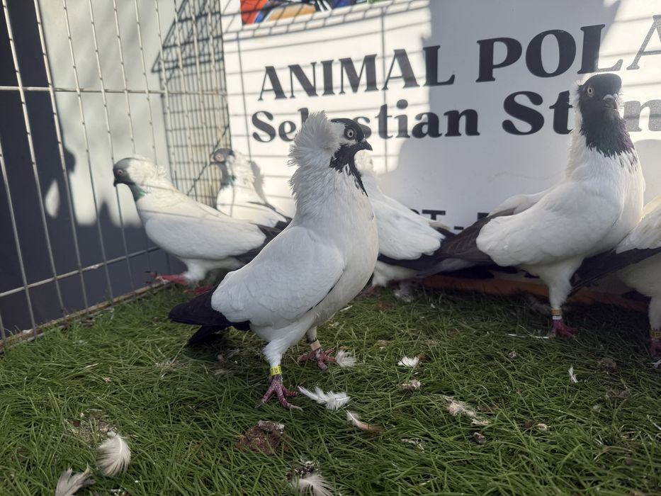 Gołębie. Zakonniki. Zakonnik. Możliwy transport