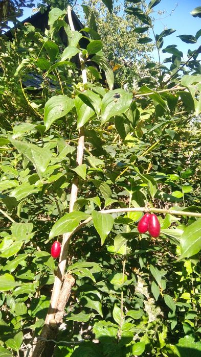 Саженцы плодовых деревьев и кустов