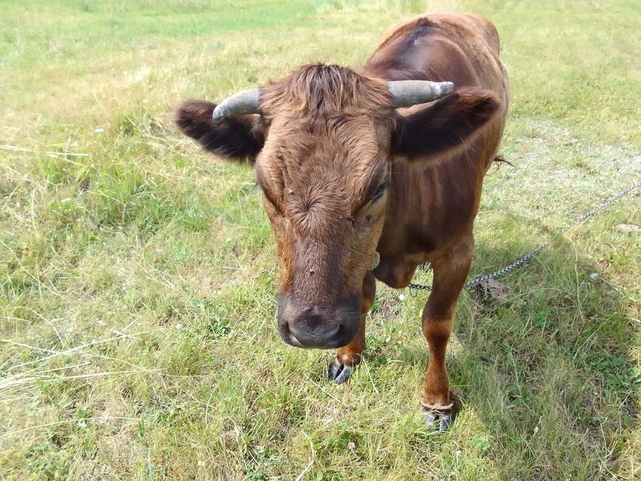 ПРОДАМ тельну Телыцю