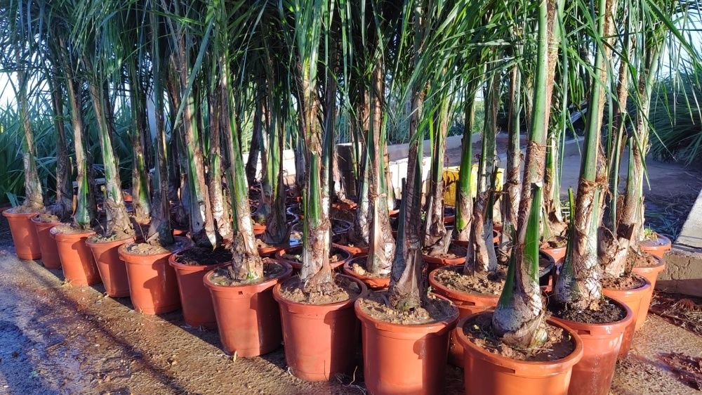 Coqueiros 300CM-350CM-400CM