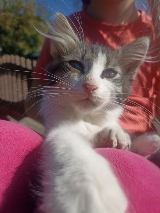 Котик в добрі руки