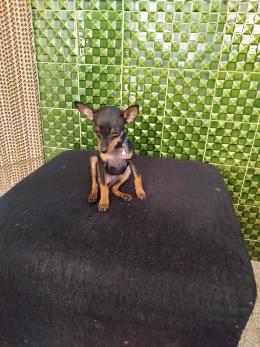 Pinscher zero lindíssimo