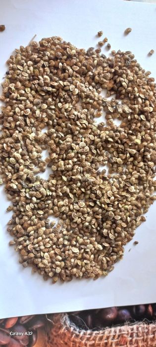 Еспарцет насіння/ экспарцет семенаам