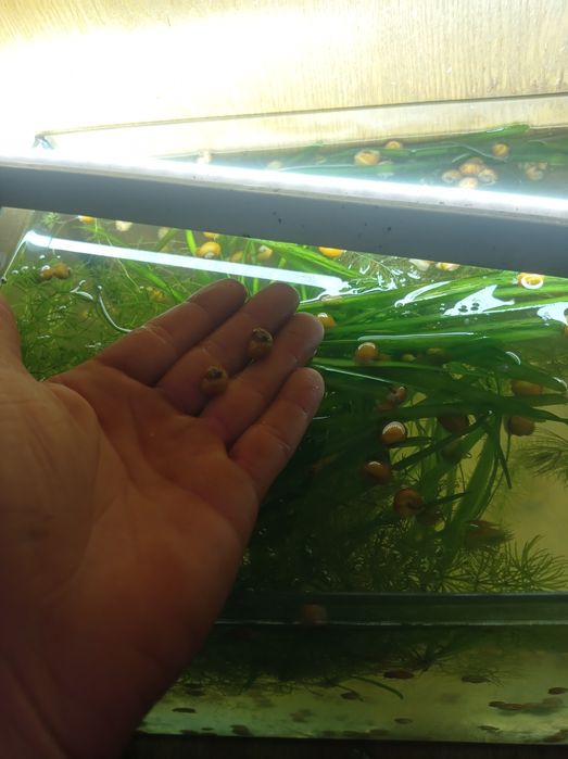 Продам Ампулярии