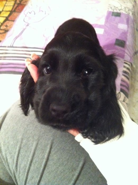 Витончена чорна класика – дівчатка кокер спаніеля