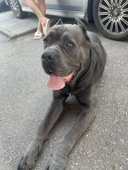 Цуценята Кане - Корсо 2 красуні