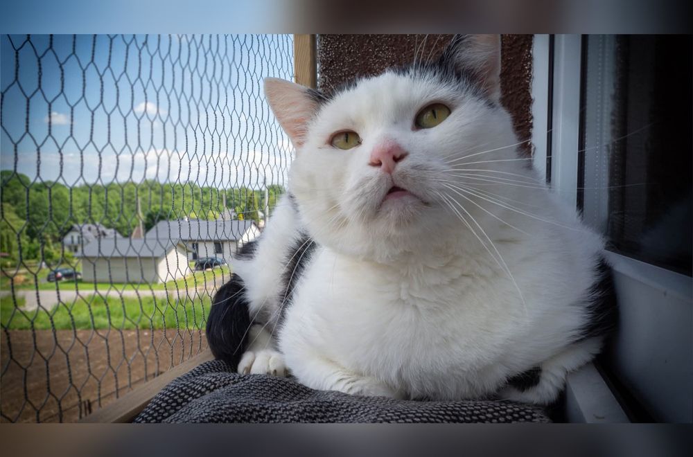 Kochany kotek szuka domu!