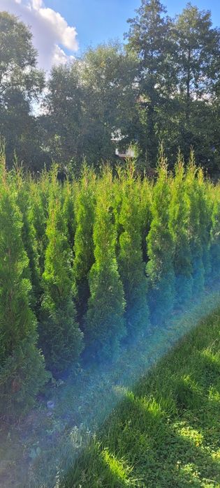 Tuja Smaragd 120 cm tuje szmaragd 140 laurowiśnia brabant 100 Lublin