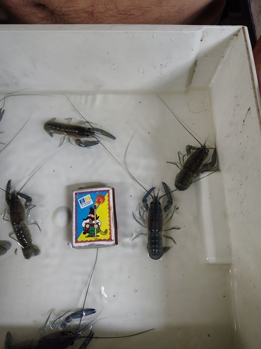 Продам австралійського червоноклешневого рака АККР