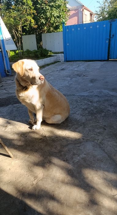 Перетримка собак