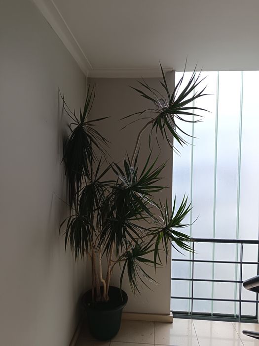 Planta natural interior