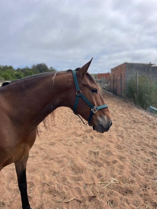 Cavalo capado 7 anos